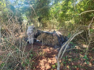 Eliminan centro de producción de marihuana en zona rural de San Pedro - 1000 Noticias