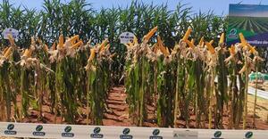 Producen semillas híbridas de maíz con tecnología innovadora