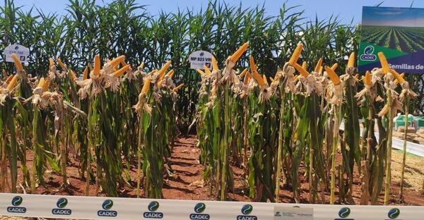 Producen semillas híbridas de maíz con tecnología innovadora