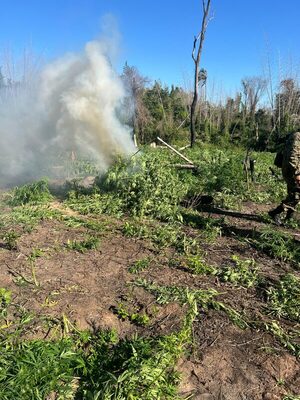 Incineraron más de 3.000 kilos de supuesta marihuana en la Reserva Natural de Mbaracayú