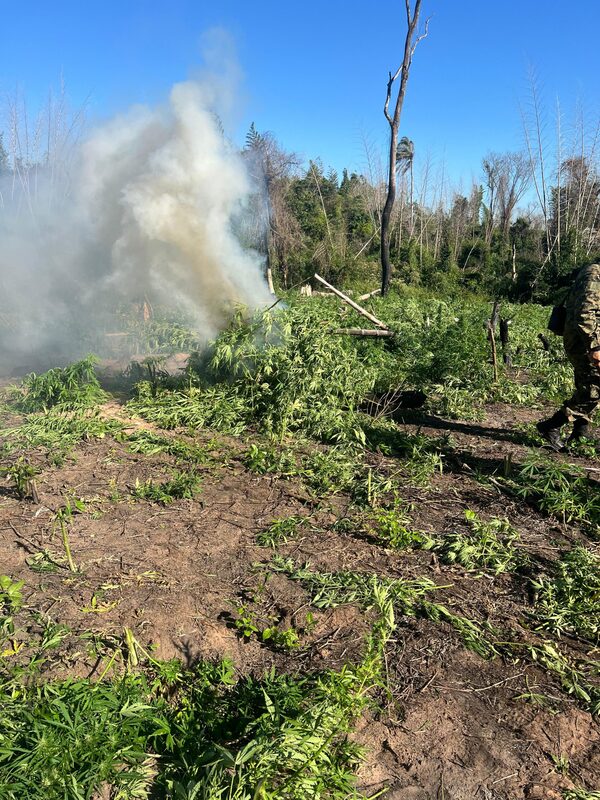 Incineraron más de 3.000 kilos de supuesta marihuana en la Reserva Natural de Mbaracayú