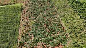 Eliminan unos 18.000 kilos de marihuana de centro de producción en zona rural de San Pedro - .::Agencia IP::.