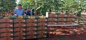 Productor de San Estanislao logró certificación de calidad de 4.250 kilos de mamón - 1000 Noticias