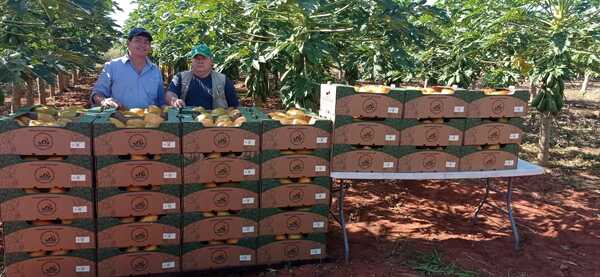 Productor de San Estanislao logró certificación de calidad de 4.250 kilos de mamón - 1000 Noticias