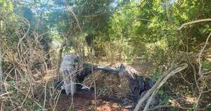 Diario HOY | Eliminan centro de producción narco en San Pedro