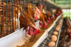 China suspende las importaciones de pollo de Brasil por un caso de gripe aviar