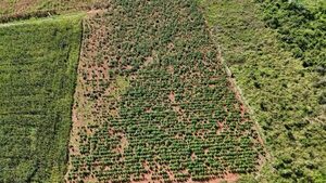 Eliminan unos 18.000 kilos de marihuana de centro de producción en zona rural de San Pedro