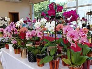 Últimos días para disfrutar de la gran feria  del MAG de plantas y flores  - Economía - ABC Color