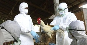 Brasil confirma el primer caso de influenza aviar en una granja comercial del país - ADN Digital