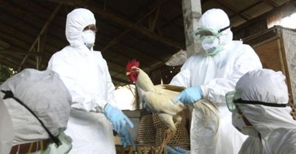 Brasil confirma el primer caso de influenza aviar en una granja comercial del país - ADN Digital
