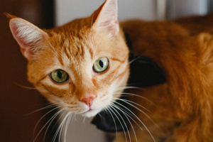 Un estudio descubre la mutación genética que hace únicos a los gatos naranjas