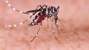 Preocupación por aumento de casos de dengue, chikungunya y gripe