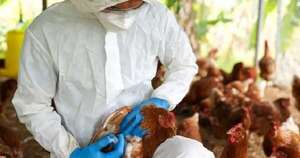 La Nación / China suspende importaciones de pollo brasileño tras brote de gripe aviar