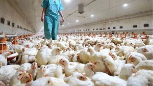 Senacsa emitió alerta sanitaria por caso de gripe aviar en Brasil | Unicanal
