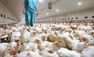 Senacsa emite alerta sanitaria por caso de influenza aviar en Brasil