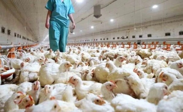 Senacsa emite alerta sanitaria por caso de influenza aviar en Brasil