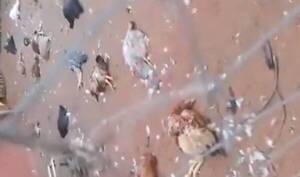 [VIDEO] Masacre plumífera: decenas de gallinas aparecieron muertas sin que se sepa qué pasó