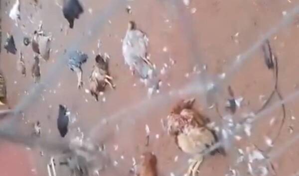 [VIDEO] Masacre plumífera: decenas de gallinas aparecieron muertas sin que se sepa qué pasó