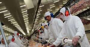La Nación / Brasil suspende exportación de pollo a China, UE y Argentina por gripe aviar