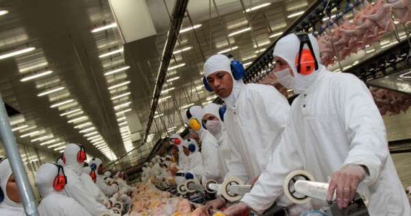 La Nación / Brasil suspende exportación de pollo a China, UE y Argentina por gripe aviar