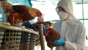 Senacsa emite alerta por la gripe aviar detectada en Brasil