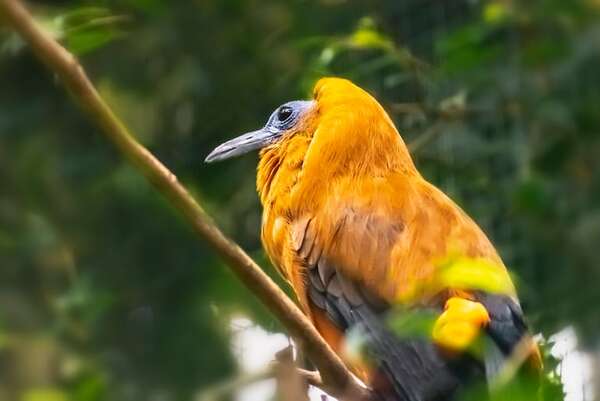 Perissocephalus tricolor: ¿por qué este pájaro no tiene plumas en la cabeza? - Ciencia - ABC Color