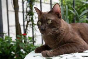 Gato Havana Brown: poco conocido, pero increíblemente sociable - Mascotas - ABC Color