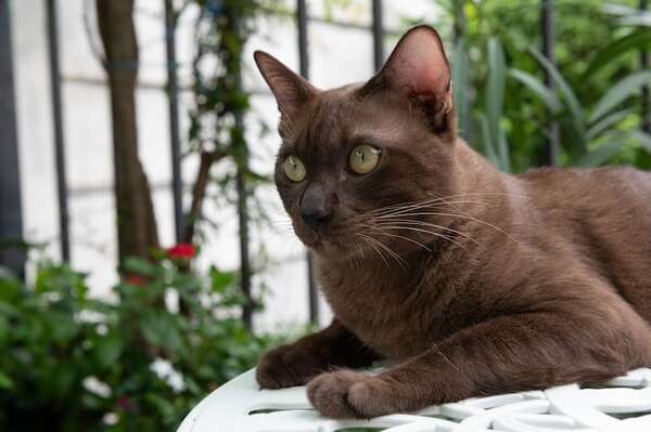 Gato Havana Brown: poco conocido, pero increíblemente sociable - Mascotas - ABC Color