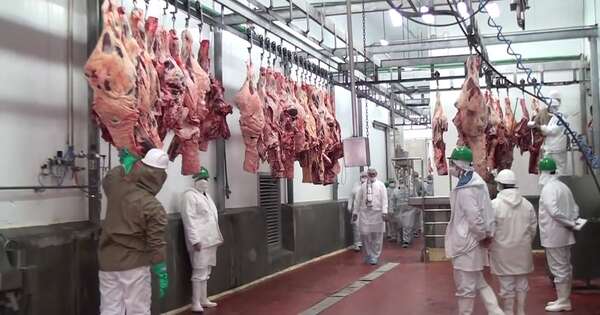 La Nación / Empieza la temporada de faena kosher para exportar carne paraguaya a Israel