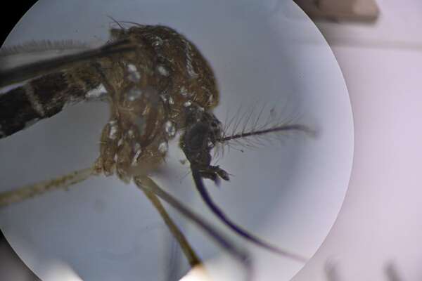 UE destina 1.500.000 euros en ayuda humanitaria para combatir al dengue en América Central y del Sur - Mundo - ABC Color