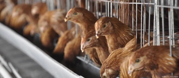 Brasil suspende exportación de pollo a China, UE y Argentina - 1000 Noticias