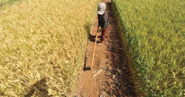 La Nación / Trigo: si el clima ayuda, producción podría llegar a un millón de toneladas
