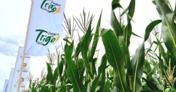 La Nación / Trigo: producción llegaría a 1 Mt