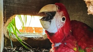 En Luque ya creció el primer pichón de gua’a nacido en un nido artificial