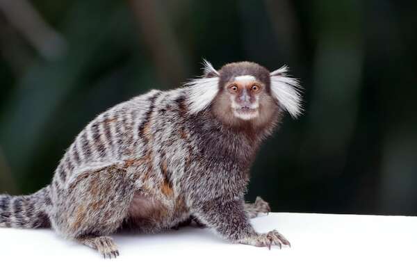 Conocé al Tití pincel (Callithrix jacchus), uno de los primates más pequeño del mundo - Ciencia - ABC Color