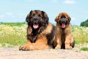 Perro Leonberger: el león manso que adora estar con niños - Mascotas - ABC Color