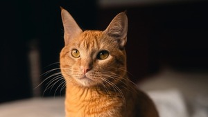 Estudio descubre mutación genética que hace únicos a los gatos naranjas - La Clave