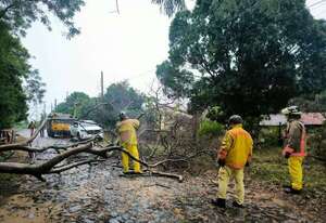 Ayolas: temporal deja árboles caídos y corte del suministro eléctrico - Nacionales - ABC Color