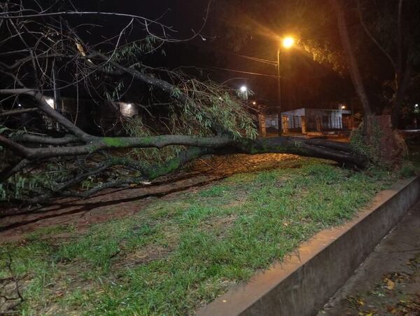 Árboles caídos y corte de energía son reportes tras tormenta - Nacionales - ABC Color
