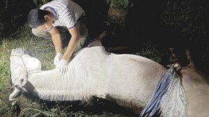 Molestia por un caballo desata tragedia entre vecinos