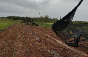 Temporal causa destrozos en cultivos de Coronel Oviedo - Noticiero Paraguay