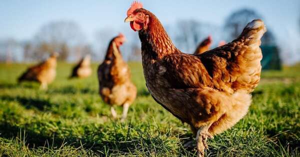 La Nación / Gripe aviar: pequeños productores serían los más vulnerables en eventual brote local
