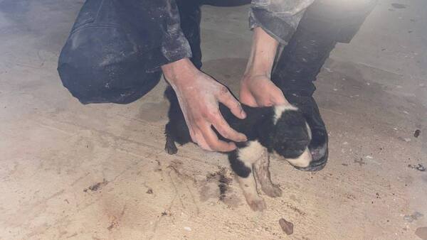 Rescatan a cachorrito que quedó atrapado en tubo cloacal