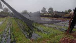 Recurren a fondo de protección para productores tras temporal en Itapúa