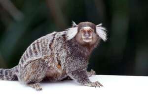 Conocé al Tití pincel (Callithrix jacchus), uno de los primates más pequeños del mundo - Ciencia - ABC Color