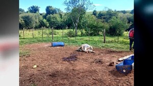 Abigeato en Pirapo: faenan un toro de valiosa genética en establecimiento ganadero