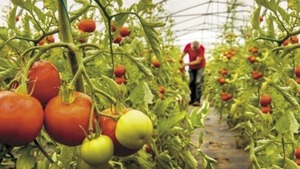 Productor asegura que tomate nacional abastecerá mercado - Portal Digital Cáritas Universidad Católica