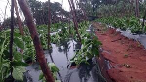 Lluvias afectaron cultivos y se esperan más precipitaciones