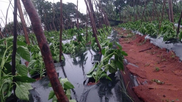 Lluvias afectaron cultivos y se esperan más precipitaciones