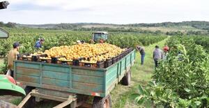 Analizarán estrategias para el fortalecimiento de la producción frutihortícola